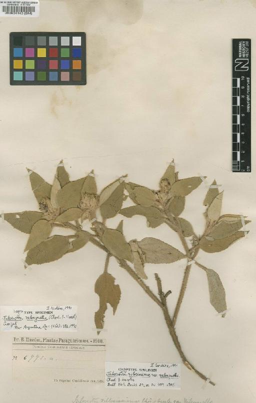 Croton villosissimus (Chodat & Hassl.) Radcl.-Sm. & Govaerts - BM000504442