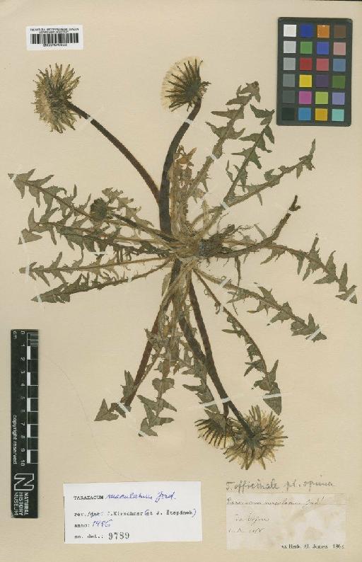 Taraxacum maculatum Jord - BM001043522