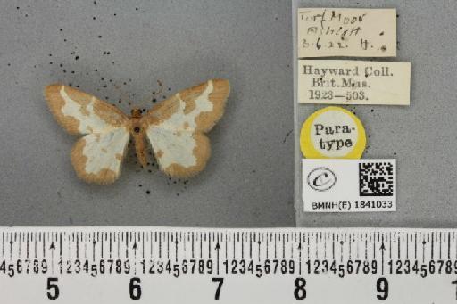 Lomaspilis marginata ab. diluta Cockayne, 1958 - BMNHE_1841033_419598