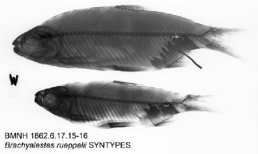Alestes rueppellii (Günther, 1864) - BMNH 1862.6.17.15-16 - Brachyalestes rueppelii SYNTYPES Radiograph
