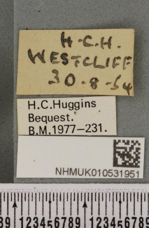 Hoplodrina ambigua (Denis & Schiffermüller, 1775) - NHMUK_010531951_label_585873