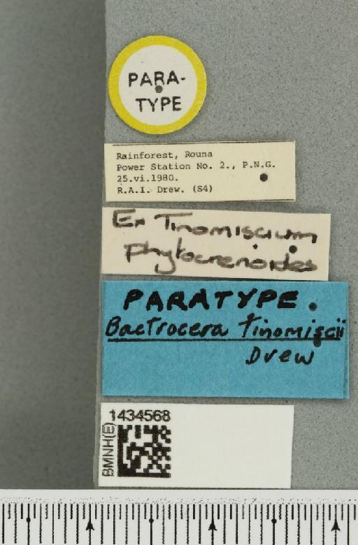 Bactrocera (Bactrocera) tinomiscii Drew, 1989 - BMNHE_1434568_label_28512