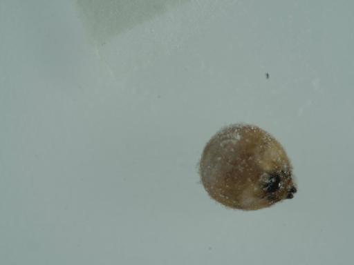 Theridiosoma gemmosum (L. Koch, 1878) - 014537352_3