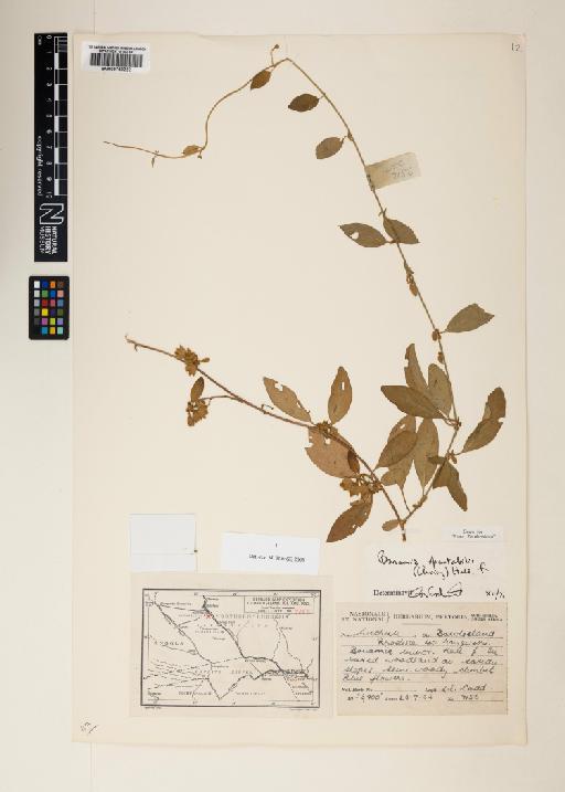 Bonamia spectabilis (Choisy) Hallier f. - 000758222
