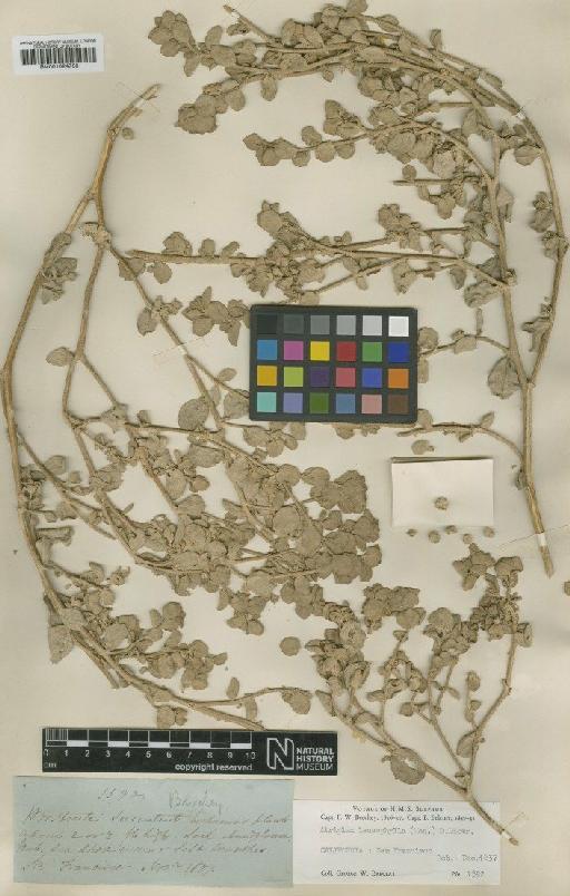 Atriplex leucophylla (Moq.) D.Dietr. - BM001024733 (2)