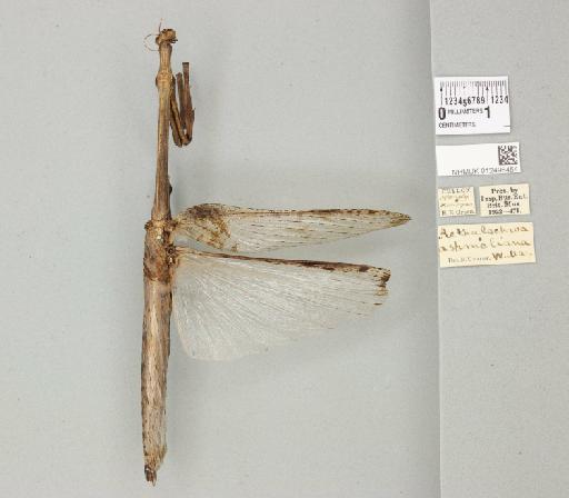 Aethalochroa ashmoliana (Westwood, 1841) - 012496454_118300_89634