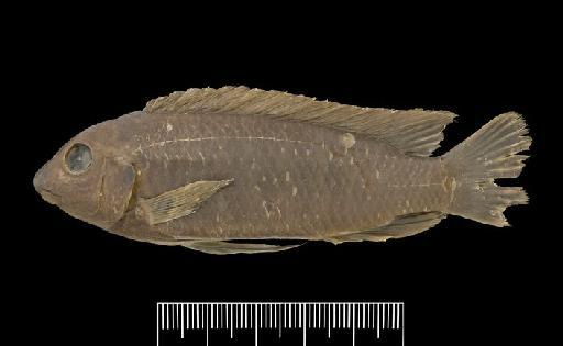 Labeotropheus trewavasae Fryer, 1956 - BMNH 1965.11.2.2-12, PARATYPE, Labeotropheus trewavasae h