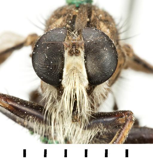 Asilus pelago Walker, 1849 - NHMUK013655447_Asilus_pelago_LT_Male_head