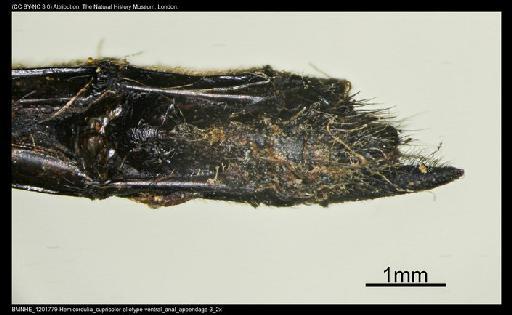 Hemicordulia cupricolor Fraser, 1927 - BMNHE_1201779-Hemicordulia_cupricolor-allotype-ventral_anal_appendage-3_2x