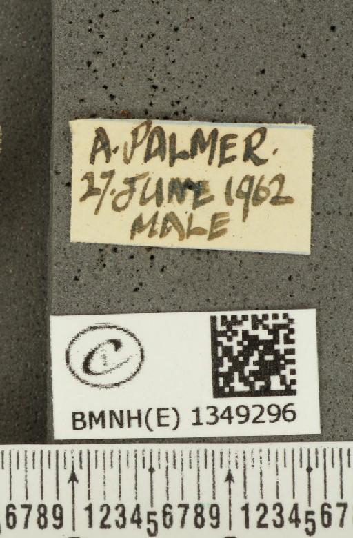 Ochlodes sylvanus (Esper, 1777) - BMNHE_1349296_label_155533