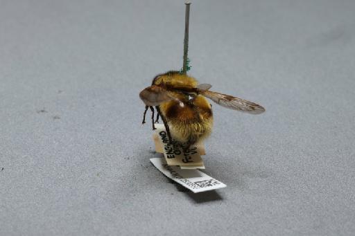 Volucella bombylans (Linnaeus, 1758) - 012530556_additional_2