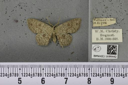 Cyclophora pendularia (Clerck, 1759) - BMNHE_1699442_272890