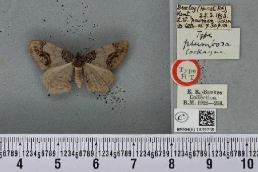 Ligdia adustata ab. plumbosa Cockayne, 1950 - BMNHE_1839759_411602