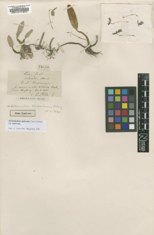 Bulbophyllum ambrosia (Hance) Schltr. - BM000516777