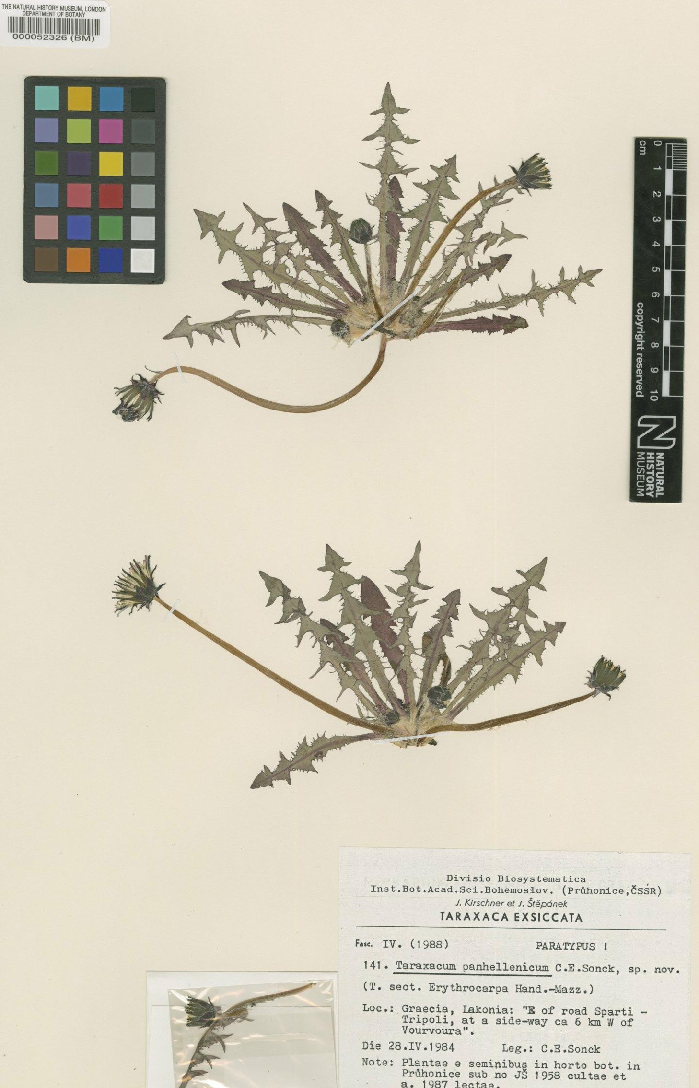 To NHMUK collection (Taraxacum panhellenicum Sonck; Paratype; NHMUK:ecatalogue:4710062)