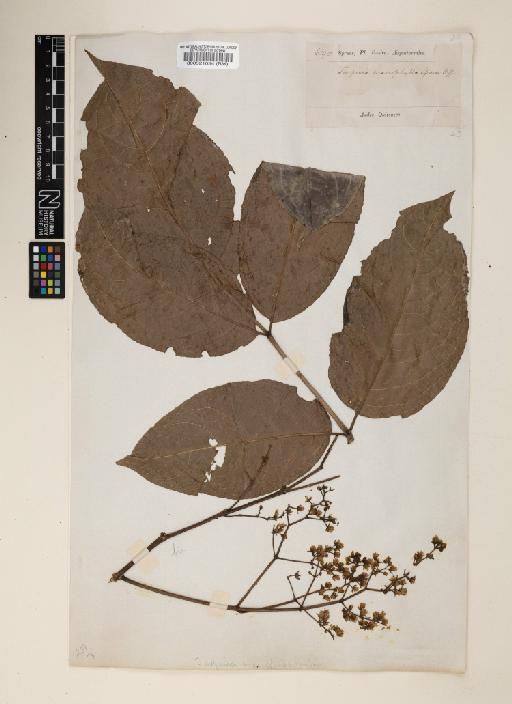 Staphylea macrophylla - 000521034