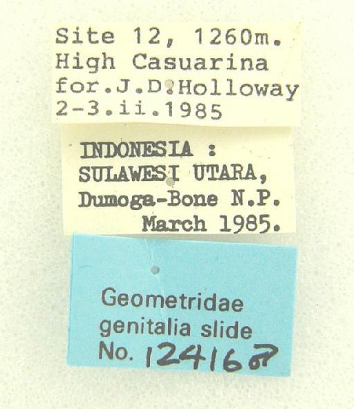 Ectropidia Warren, 1895 - Ectropidia sp 12416 labels