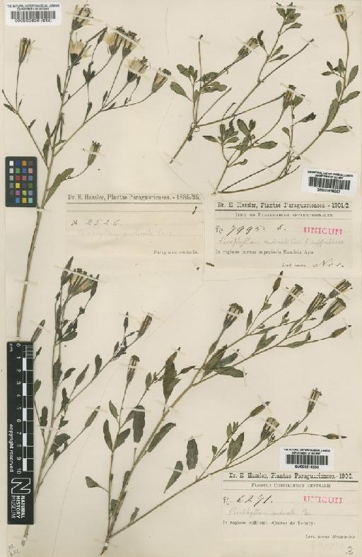 Porophyllum ruderale (Jacq.) Cass. - BM000503836