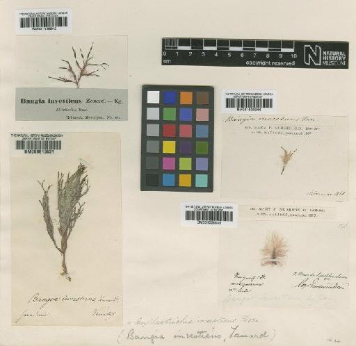 Erythrotrichia carnea (Dillwyn) J.Agardh - BM001038843