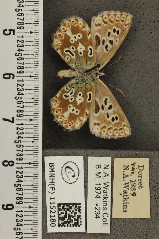 Lysandra coridon ab. confluens Tutt, 1910 - BMNHE_1152180_103332