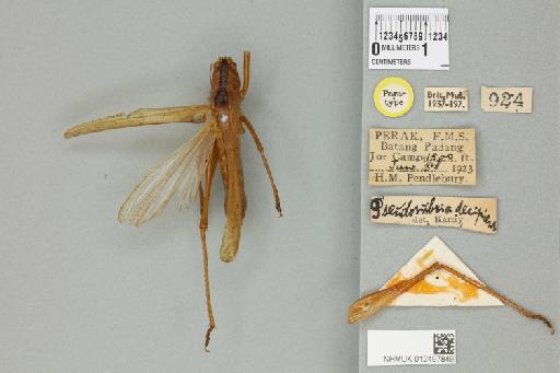 Pseudosubria decipiens Karny, 1926 - 012497849_72124_87492