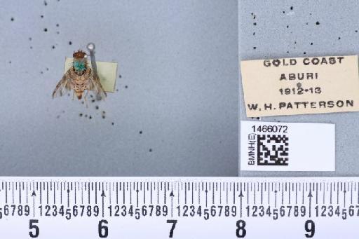 Ceratitis (Pardalaspis) punctata (Wiedemann, 1824) - BMNHE_1466072_40258