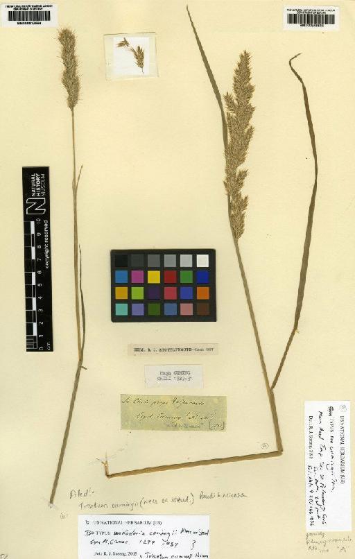 Trisetum cumingii (Nees ex Steud.) Parodi & Nicora - BM000948845