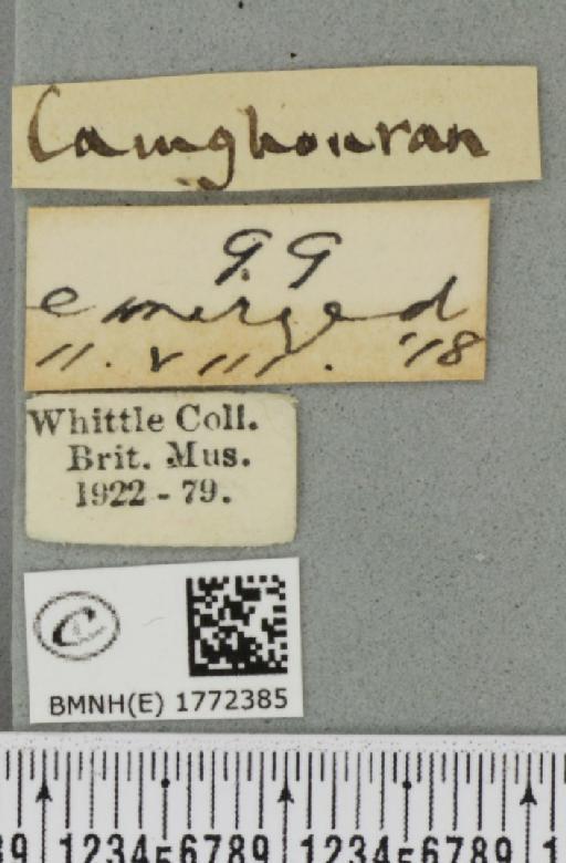 Dysstroma citrata citrata (Linnaeus, 1761) - BMNHE_1772385_label_352634