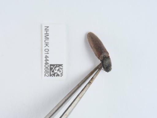 Athous (Athous) haemorrhoidalis (Fabricius, 1801) - 014440682_3