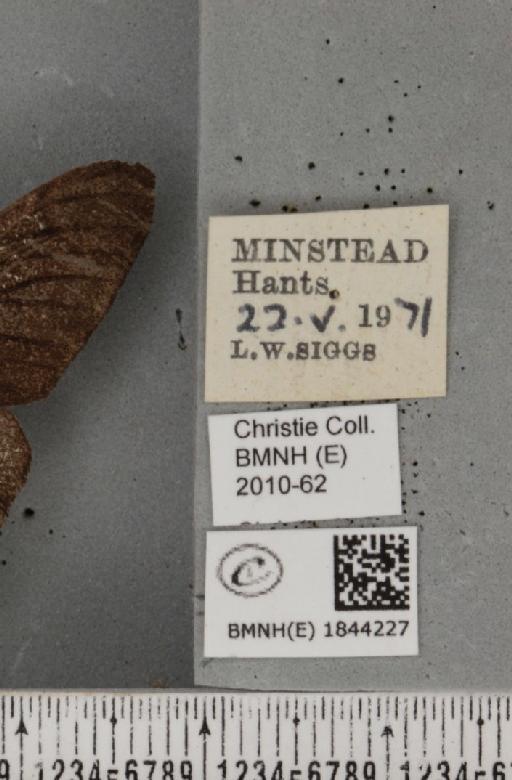 Biston betularia (Linnaeus, 1758) - BMNHE_1844227_label_434671