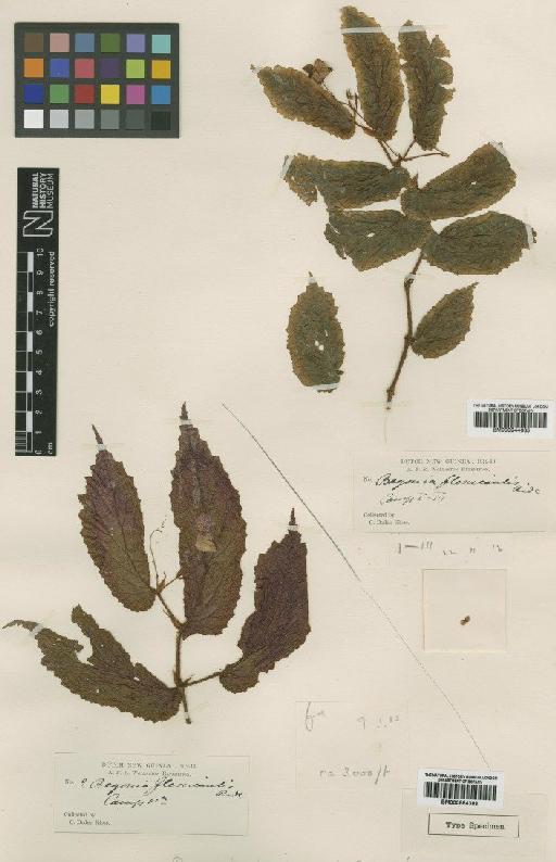 Begonia flexicaulis Ridl. - BM000944665