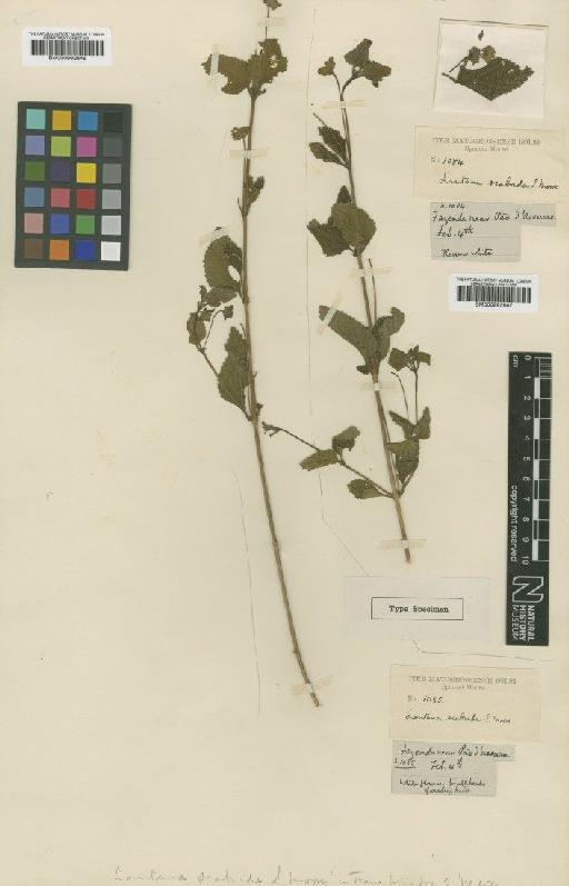 Lantana scabrida S.Moore - BM000992647