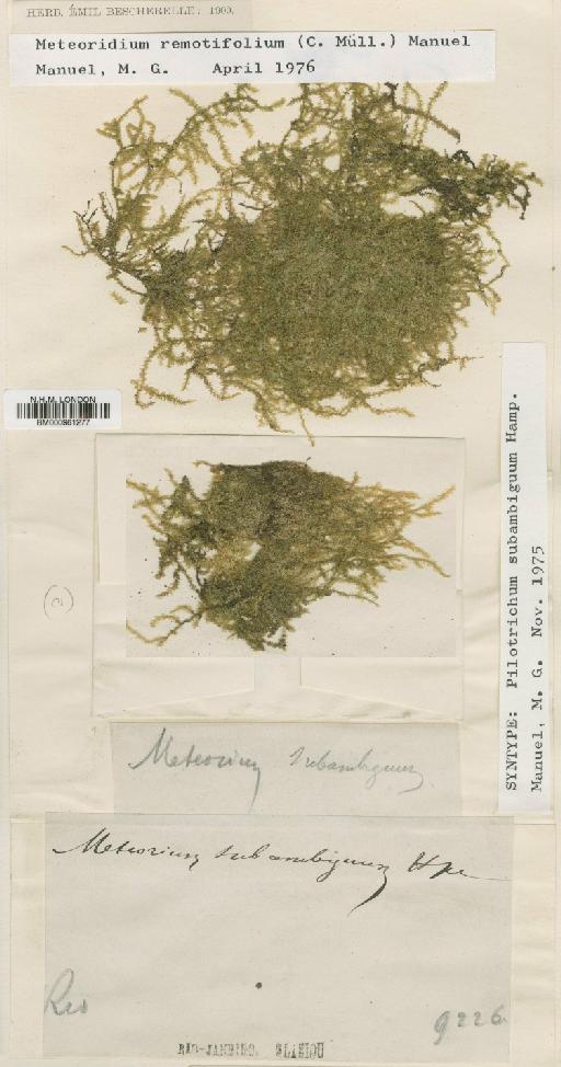 Meteoridium remotifolium (Müll.Hal.) Manuel - BM000961277