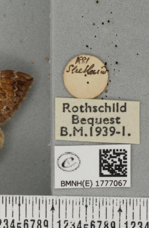 Dysstroma citrata pythonissata ab. fusca Prout, 1908 - BMNHE_1777067_label_351896