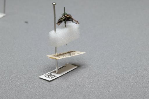 Sarcophaga (Myorhina) nigriventris Meigen, 1826 - 015091928_additional_1