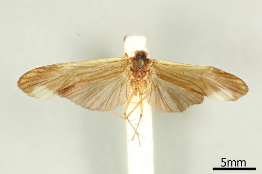 Centromacronema oculatum (Walker) - 013805606_Centromacronema_oculatum_Dorsal_habitus_Type