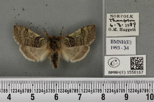 Achlya flavicornis galbanus Tutt, 1891 - BMNHE_1550167_239790