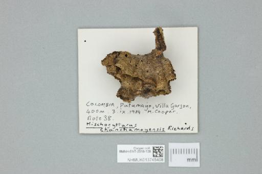 Mischocyttarus chanchamayoensis Richards, 1978 - 013745408_additional