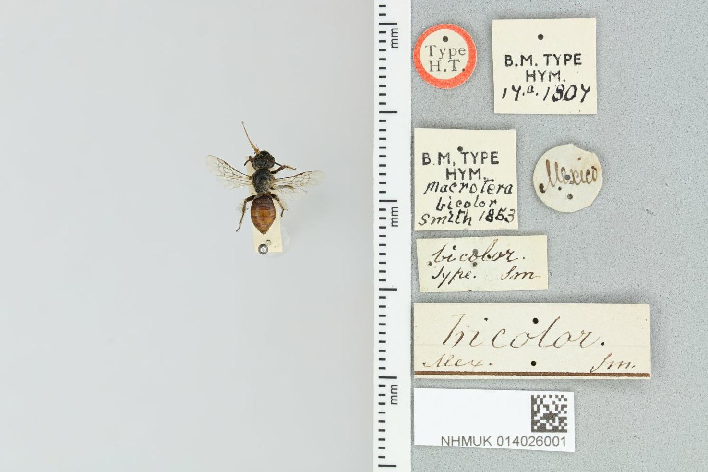 Macrotera bicolor