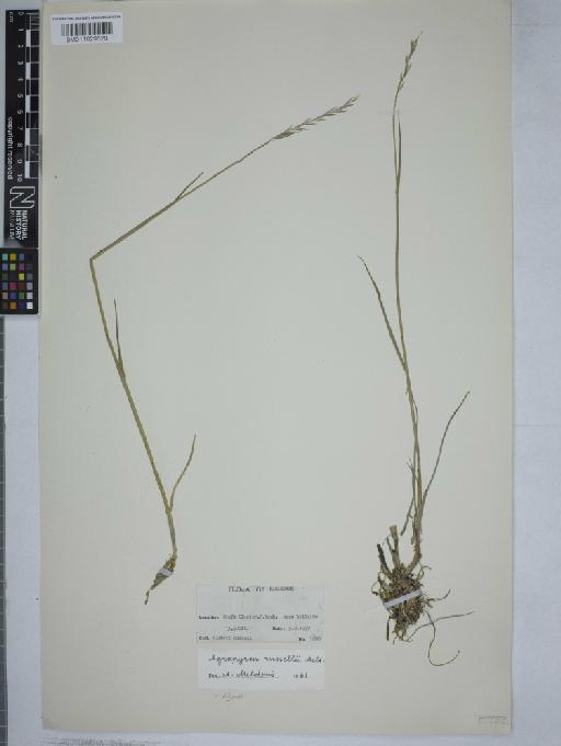 Elymus russellii (Melderis) Cope - 011029529