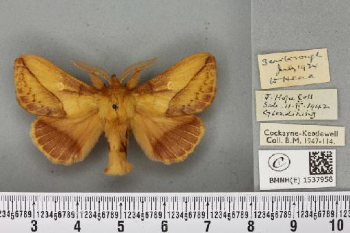 Euthrix potatoria ab. proxima Tutt, 1902 - BMNHE_1537958_198172