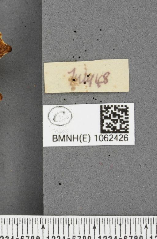 Polygonia c-album ab. obscura Closs, 1916 - BMNHE_1062426_a_label_23246