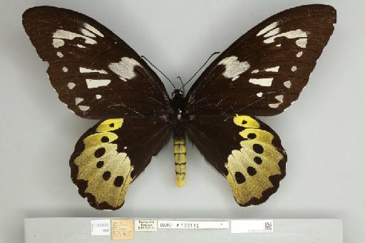 Ornithoptera goliath samson Niepelt, 1913 - 013605302__