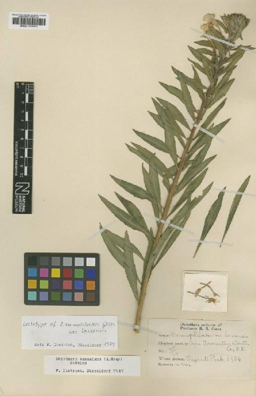 Oenothera ammophiloides var. laurensis Gates - BM001025675