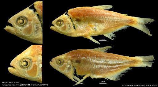 Tetragonopterus moorii Boulenger, 1892 - BMNH 1892.4.20.50-1 Tetragonopterus moonii, LECTOTYPE AND PARALECTOTYPE