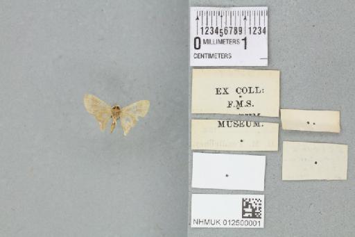 Lophophleps phoenicoptera phoenicoptera (Hampson, 1896) - 012500001_reverse