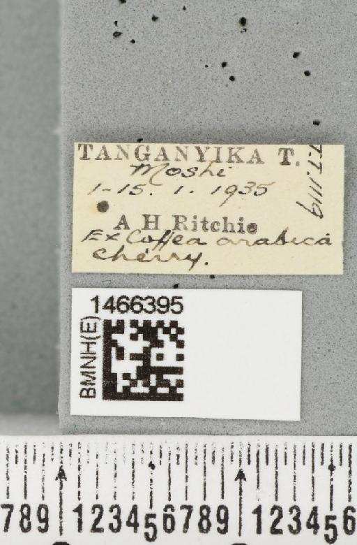 Ceratitis (Pterandrus) quilicii De Meyer et al., 2016 - BMNHE_1466395_label_26973