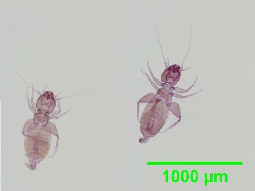 Liposcelis subfuscus Broadhead, 1947 - 010148469__2016_03_17_s2