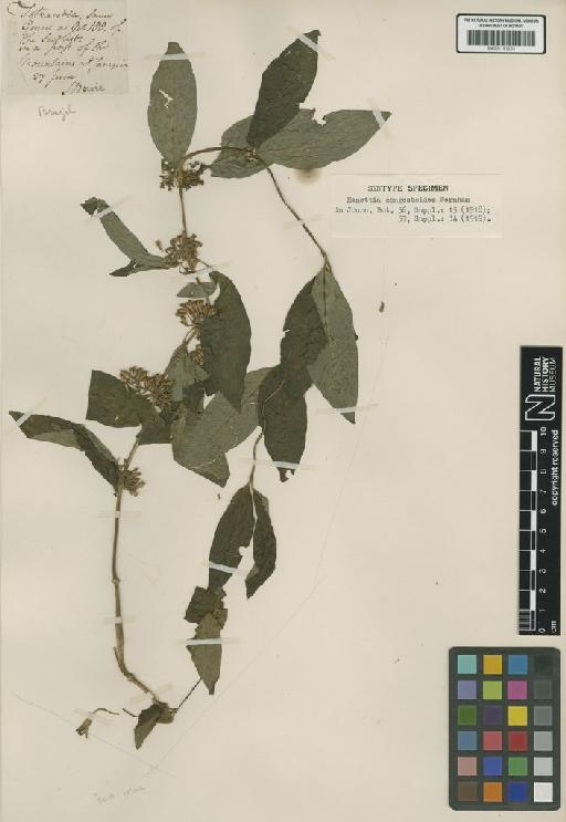 Manettia congestoides Wernham - BM001191255