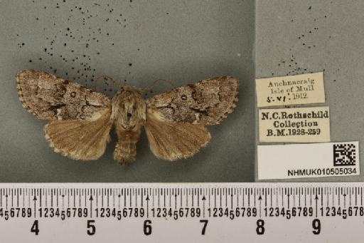 Acronicta menyanthidis scotica (Tutt, 1891) - NHMUK_010505034_562415